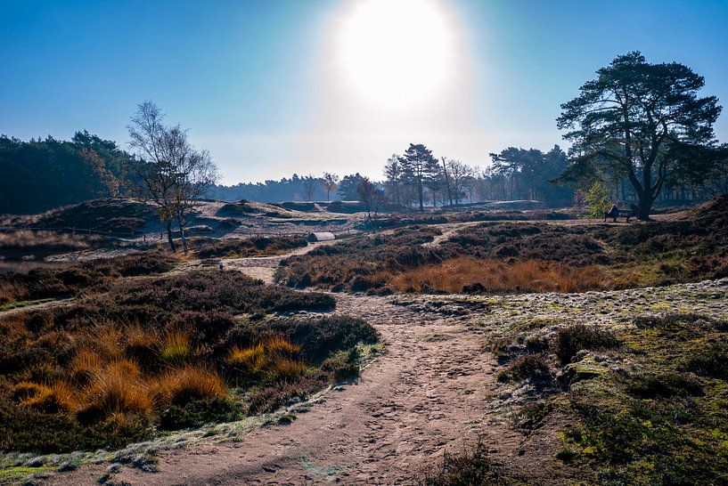 Weg zur Sonne - Heide und Wald des Utrechtse Heuvelrug von John Ozguc