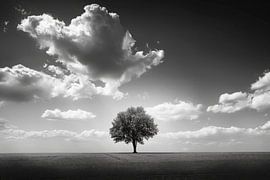 Schwarz-Weiß Baumlandschaft – Dramatische Naturfotografie für moderne Wohnräume von Poster Art Shop