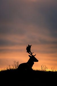 fallow deer von Pim Leijen