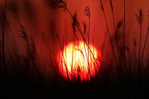 Wuivende rietpluimen (Phragmites australis) met opkomende zon. van AGAMI Photo Agency
