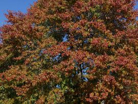 A Swamp Oak with no rush.