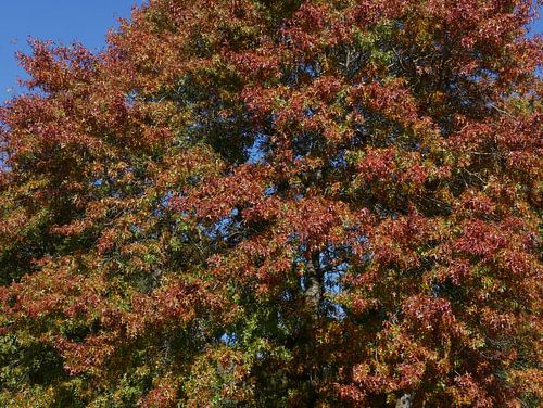 Een Moeras eik zonder haast.