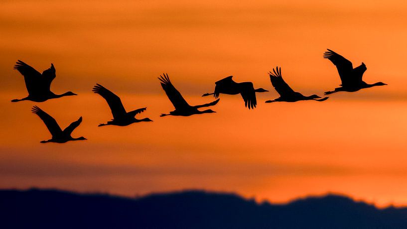 Morning flight by Marcel Out