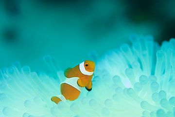 Nemo (clown fish) in lichtgevend koraal