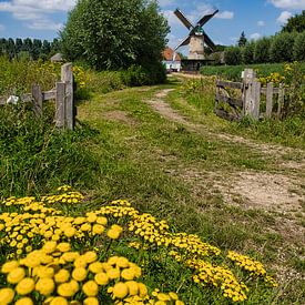 Sommer in den Niederlanden von Joran Quinten