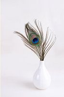 Peacock feather in white vase