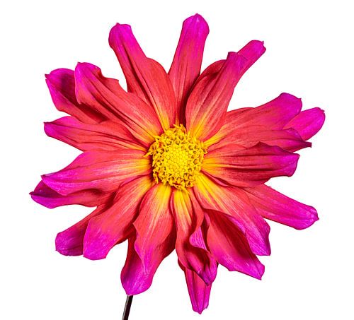 Macro van een dahlia bloem op een witte achtergrond