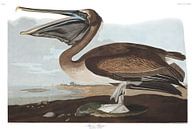 Pélican brun par Birds of America Aperçu
