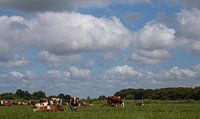 Cows