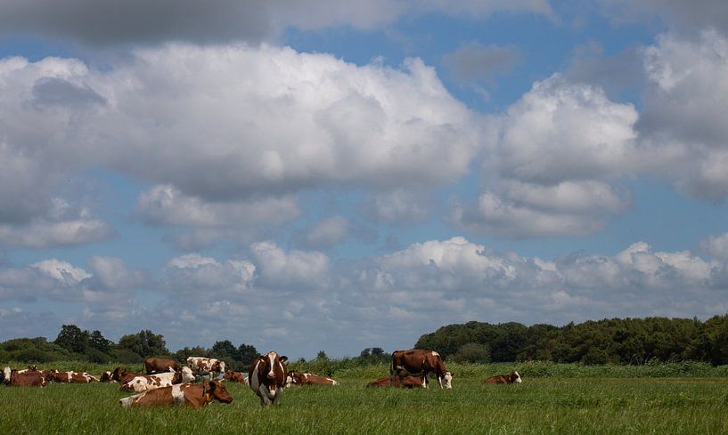 Kühe von By Foto Joukje