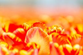 Tulip Sea by Willemke de Bruin