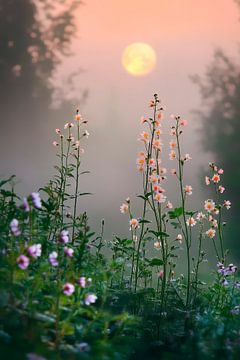 Dawn over flowering meadows by Poster Art Shop
