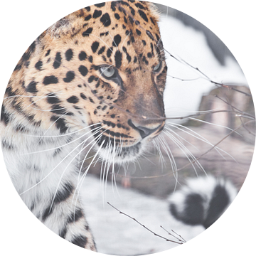 Serieuze luipaard, Amur luipaard op een besneeuwde achtergrond ziet er half gedraaide prachtig gebog van Michael Semenov