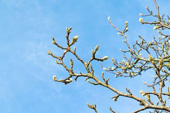 Magnolia takken in knop