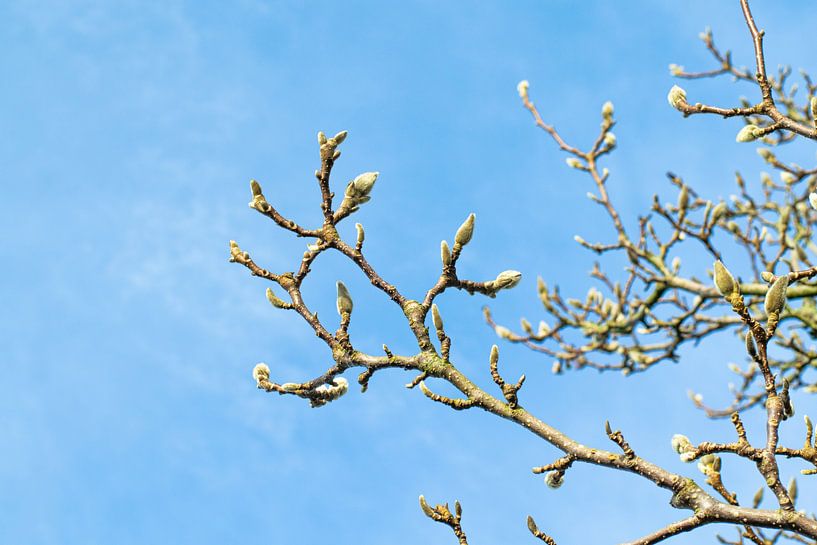 Magnolienzweige in Knospe | Frühling von Iris Brummelman