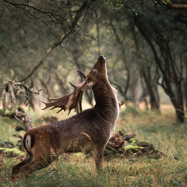Fallow deer stretches in the forest in the dunes by Jolanda Aalbers