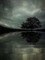 The OldTree
