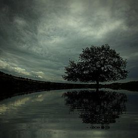 Der alte Baum von Hans de Rooij