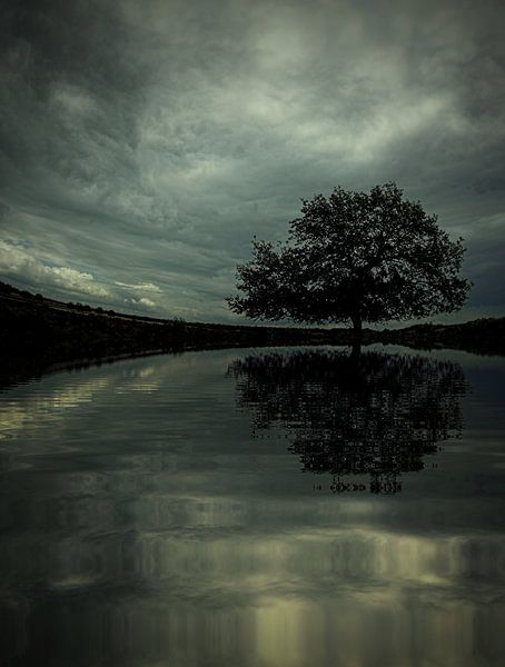 The OldTree by Hans de Rooij