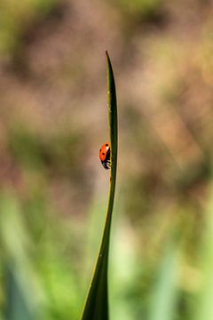 Een portret van een rood lieveheersbeestje met zwarte vlekken die een grassprietje in een tuin naar  van Joeri Mostmans