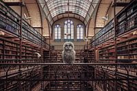 Owl in the Rijksmuseum Library - Humorous and Inspiring wall decoration