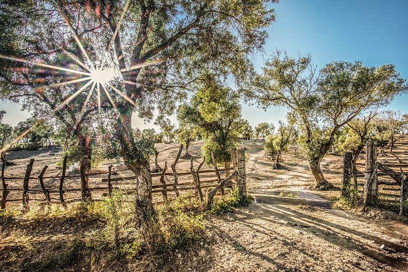 Hek en boom en tegenlicht par Harrie Muis