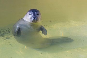 Young Seal by Rob Kints