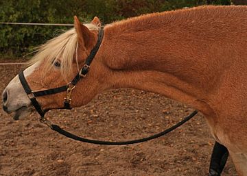 Séance photo avec un Haflinger marron clair à la crinière beige