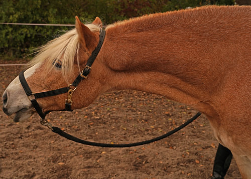 Fotoshoot met lichtbruine Haflinger met beige manen