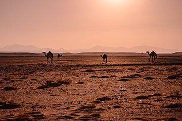 Camels in the Sahara van May Leigh De Lima