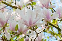 Magnolia blossoms in spring