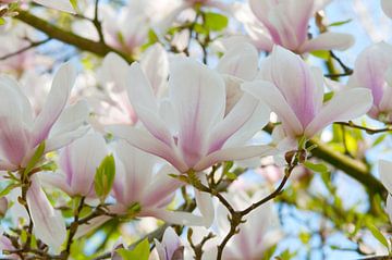 Magnolia bloesems in de lente van Ivonne Fuhren- van de Kerkhof