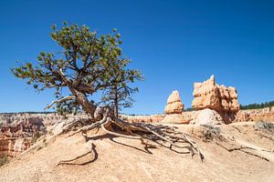 BRYCE CANYON & Old Tree van Melanie Viola