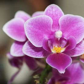 Nahaufnahme einer Orchidee von Mike Scheper