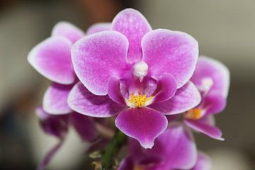 Nahaufnahme einer Orchidee von Mike Scheper