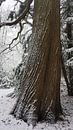 Sneeuwseizoen,ja het is winter. van fotograaf chaimaa thumbnail