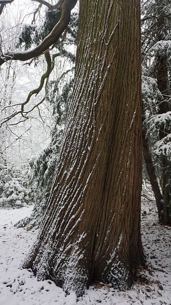 Sneeuwseizoen,ja het is winter. van fotograaf chaimaa