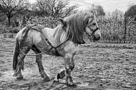 Belgisch trekpaard van Jo Beerens thumbnail