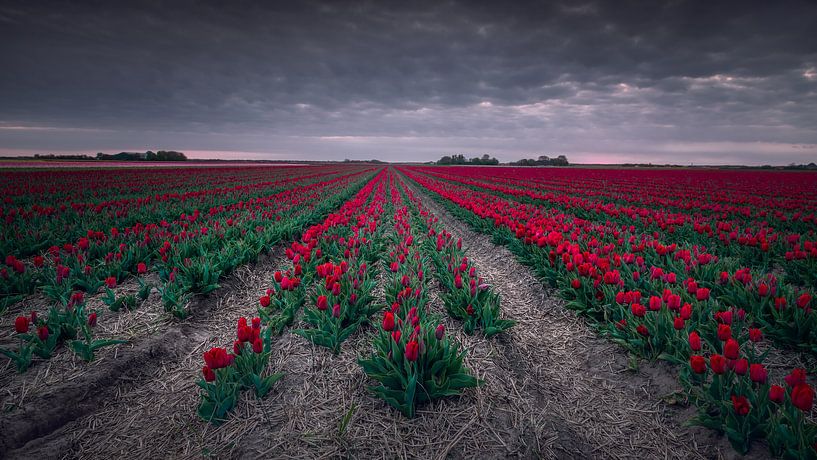 Rood von Klaas Fidom