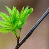 Photo macro d'une feuille fraîche dans les bois de Valkenswaard, Limbourg sur Kristof Leffelaer