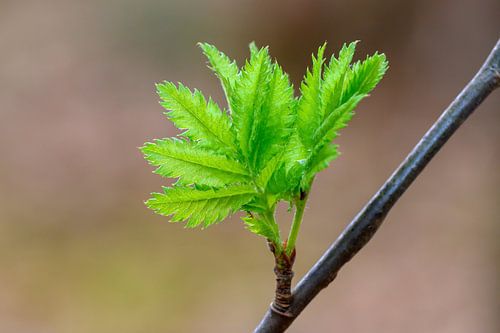 Macrofoto van een vers blad in de bossen van Valkenswaard, Limburg