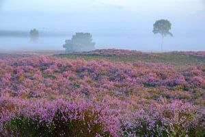 Bloeiende heide op de Veluwe tijdens zonsopkomst van Sjoerd van der Wal Fotografie