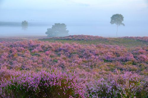 Bloeiende heide op de Veluwe tijdens zonsopkomst