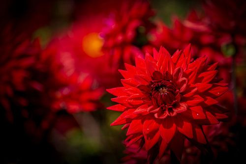 Dahlia en rouge