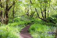 Forest path surrounded by wild hyacinths