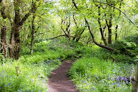 Waldweg umgeben von wilden Hyazinthen von Piet Hein Schuijff
