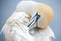 Jan van Gent on Helgoland