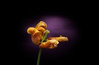 Yellow tulip at the end of her bloom