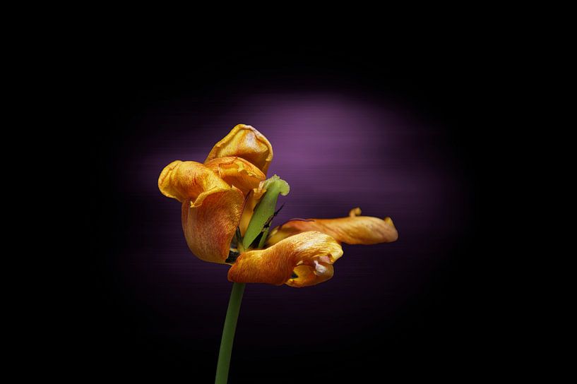 Gelbe Tulpe am Ende ihrer Blüte von Ribbi