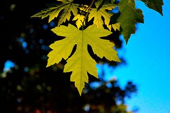 Blad in de herfstzon